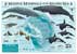 mini poster of marine mammals of the Salish Sea (Puget Sound Chapter of the American Cetacean Society) - click to view enlargement