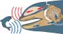 ecolocation in a killer whale - click to view enlargement