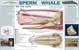 ecolocation in a killer whale - click to view enlargement