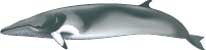 dwarf minke whale, Balaenoptera acutorostrata subspecies - click to view enlargement