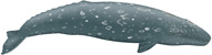 gray whale, Eschrichtius robustus - click to view enlargement