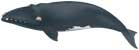 North Atlantic/Pacific right whale, Eubalaena glacialis/japonica - click to view enlargement