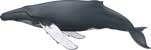Humpback Whale, Megaptera novaeangliae - click to view enlargement