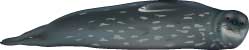 Weddell Seal, Leptonychotes weddellii - click to view enlargement