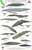 laminated field guide for marine mammals of California - click to view enlargement