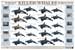 Killer Whales, Ecotypes and Forms - click to view enlargement