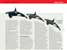 illustration for Nature article on orcas - click to view enlargement